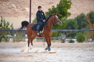 مراكز ركوب الخيل والفروسية